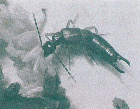 Lesser earwig, Labia minor, eating fly eggs