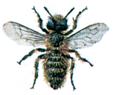 Mason bee, Osmia bicornis