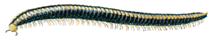 Milliepede, Archiuslus sabulosus