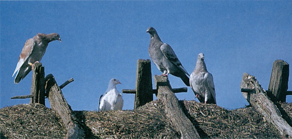 Pigeons on rooftop