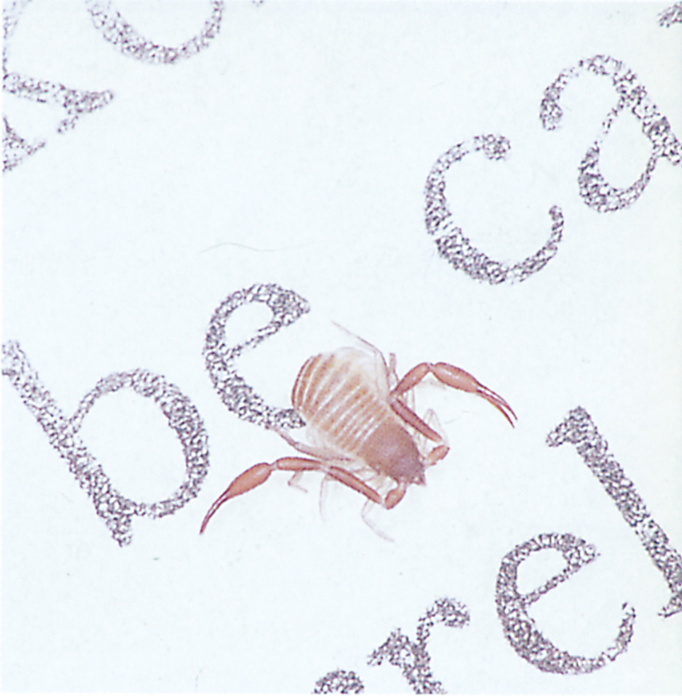 Book scorpion, Pseudoscorpion chasing mites and dust lice