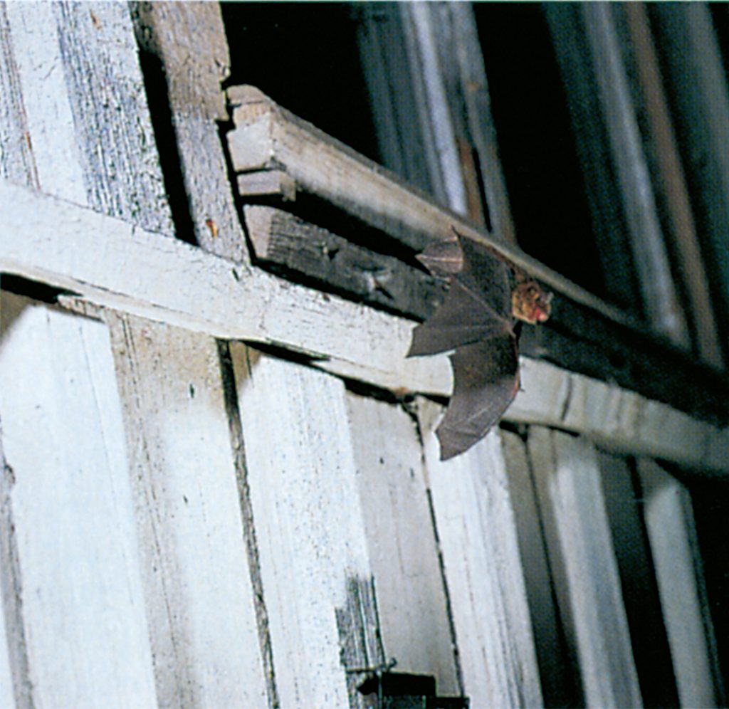 Pygmy pipistrelle (small bats)