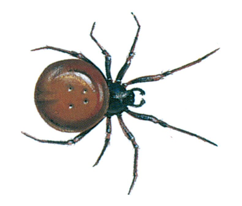 Rabbit hutch spider, Steatoda bipunctata