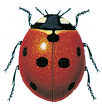 Seven-spotet ladybird