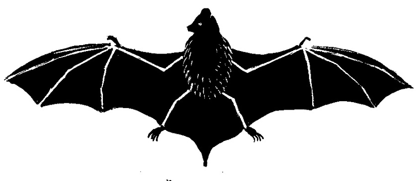 Silhouette of bat