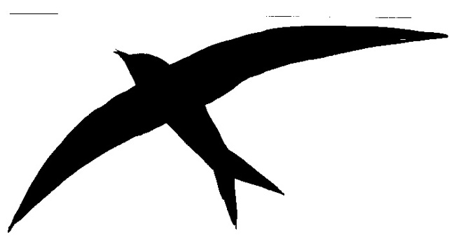 Silhouette of common swift