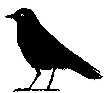 Silhouette of jackdaw