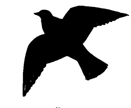 Silhouette of pigeon, dove