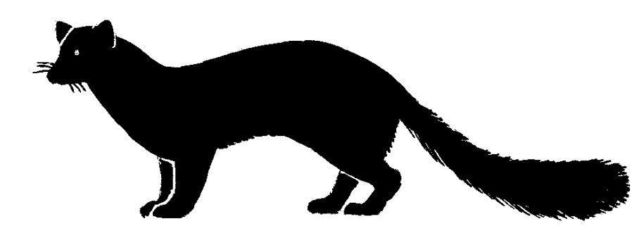 Silhouette of stone marten, beech marten