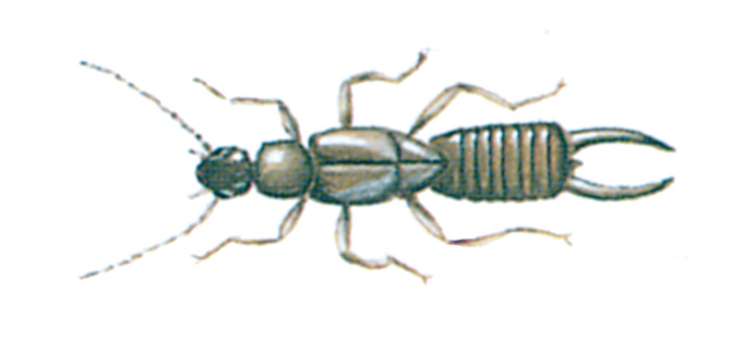 Small earwig