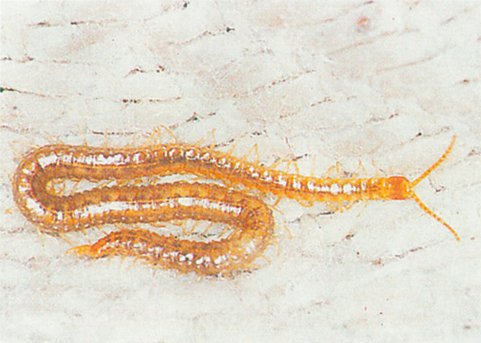 Soil centipede on moist cloth