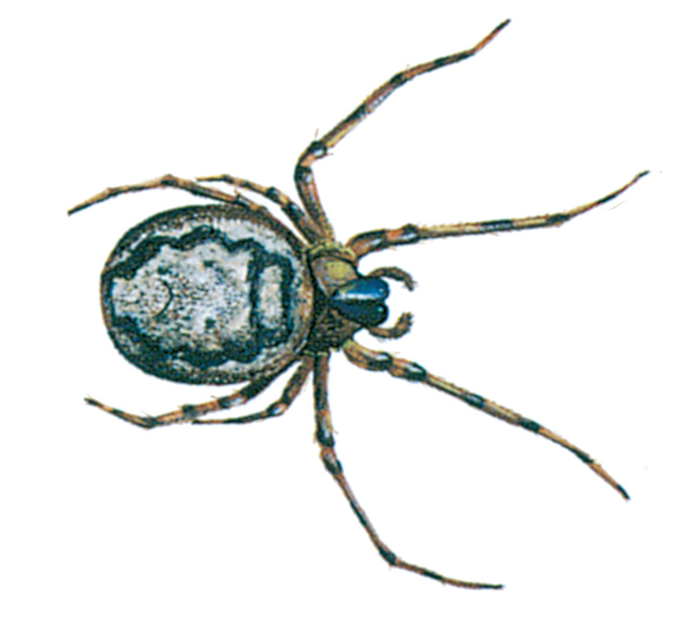 Spider - Zygiella X-notata