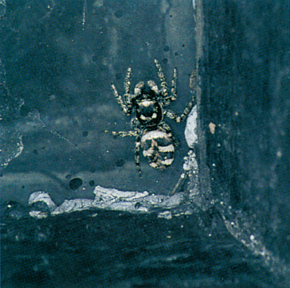 Stripes on the Zebra spider are camouflage