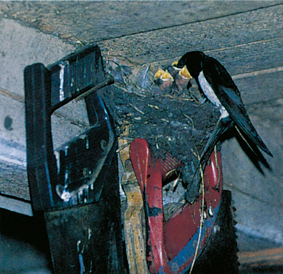 Swallow building its nest on a ceiling beam