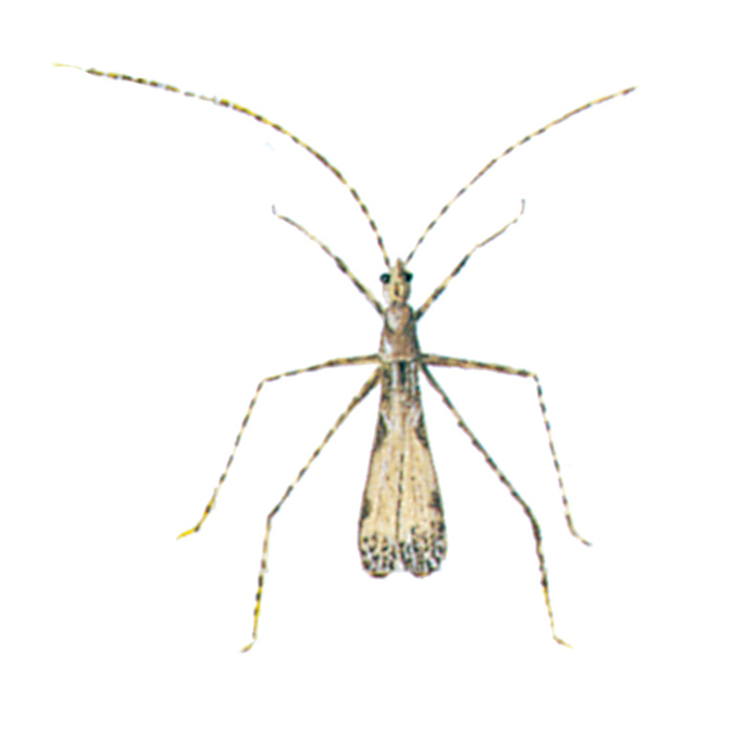 Thread-legged bug