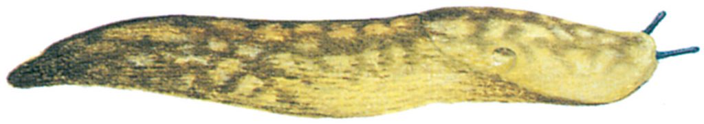 Yellow slug, Limax flavus