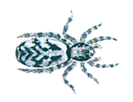 Zebra spider, Salticus scenicus